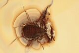 Fossil Pseudoscorpion (Cheiridium hartmanni) In Baltic Amber #330722-1